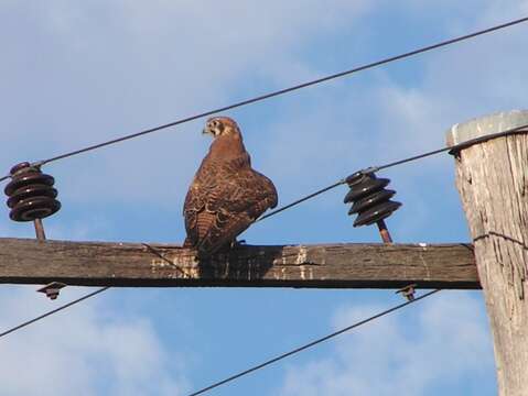 Image of Brown Falcon