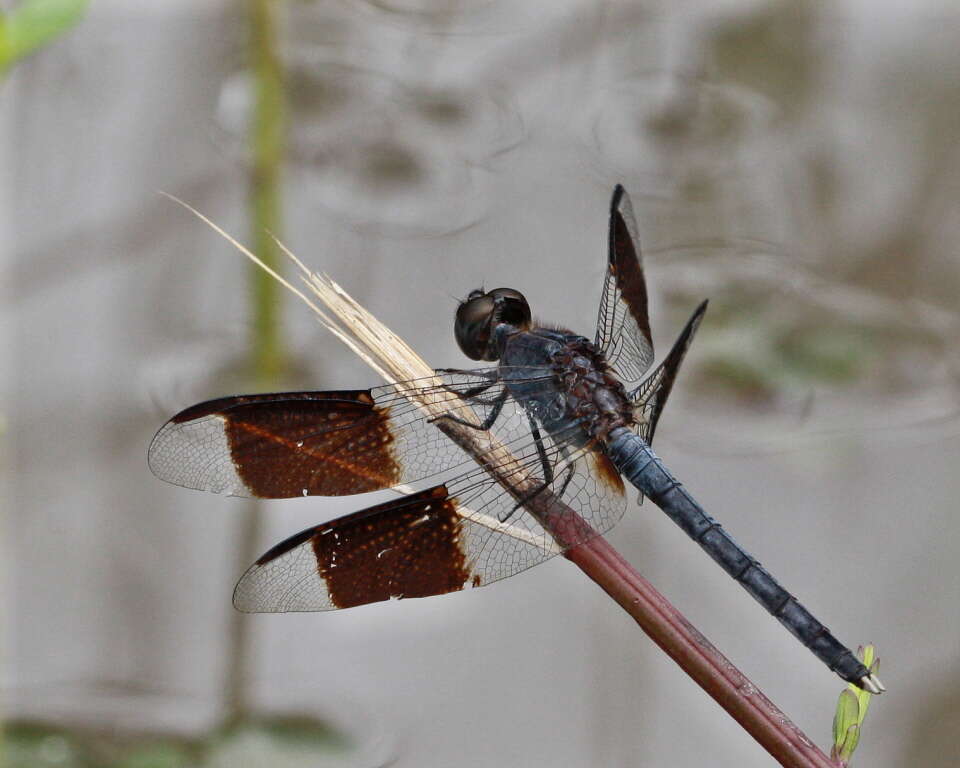 Sivun Erythrodiplax umbrata (Linnaeus 1758) kuva