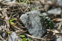 Image de Cicindela