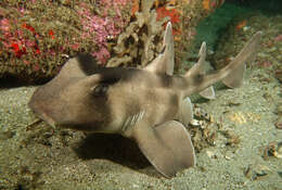 Image of Crested Bullhead Shark