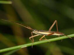 Notostira elongata (Geoffroy 1785)的圖片