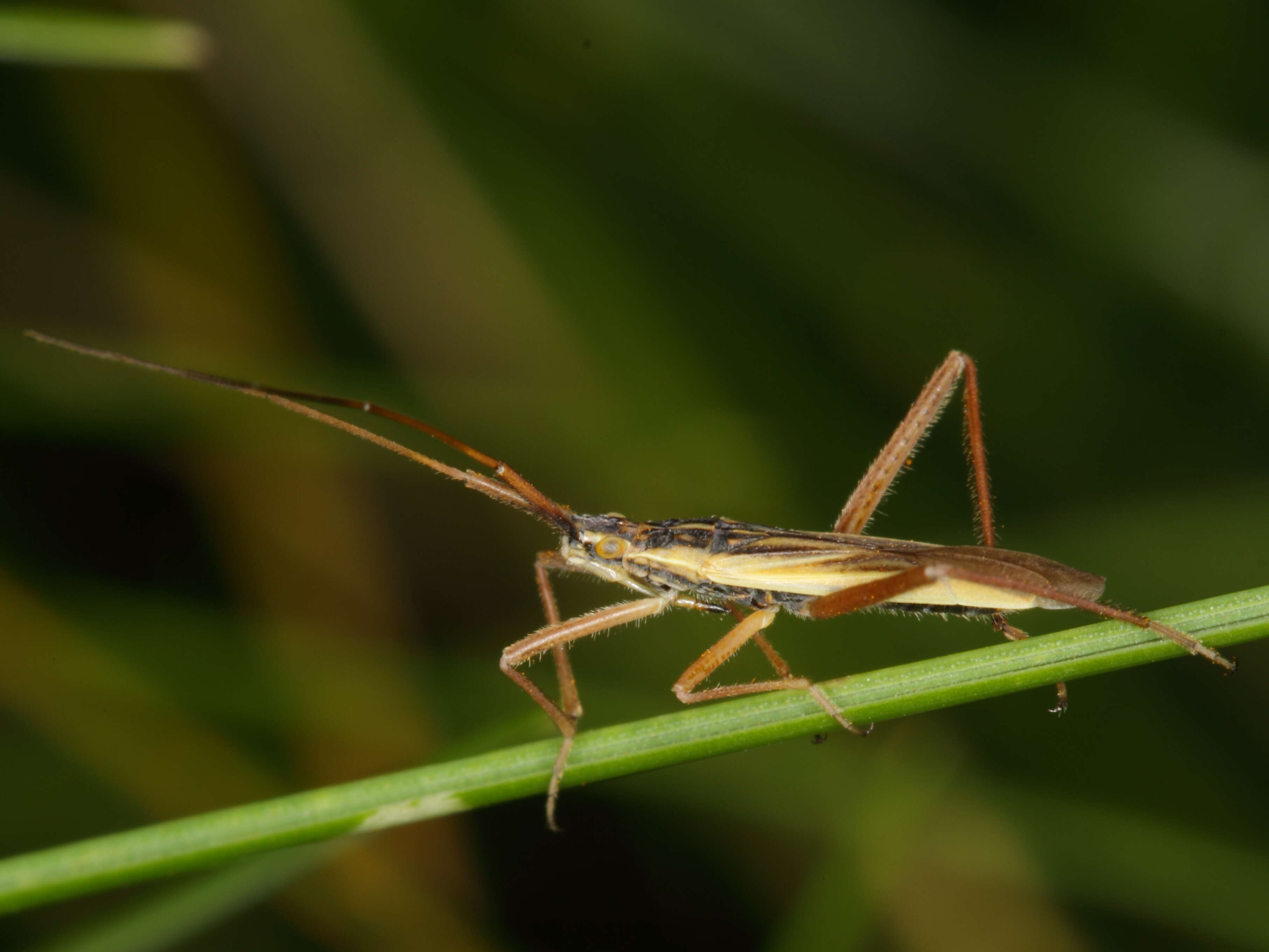 صورة Notostira elongata (Geoffroy 1785)