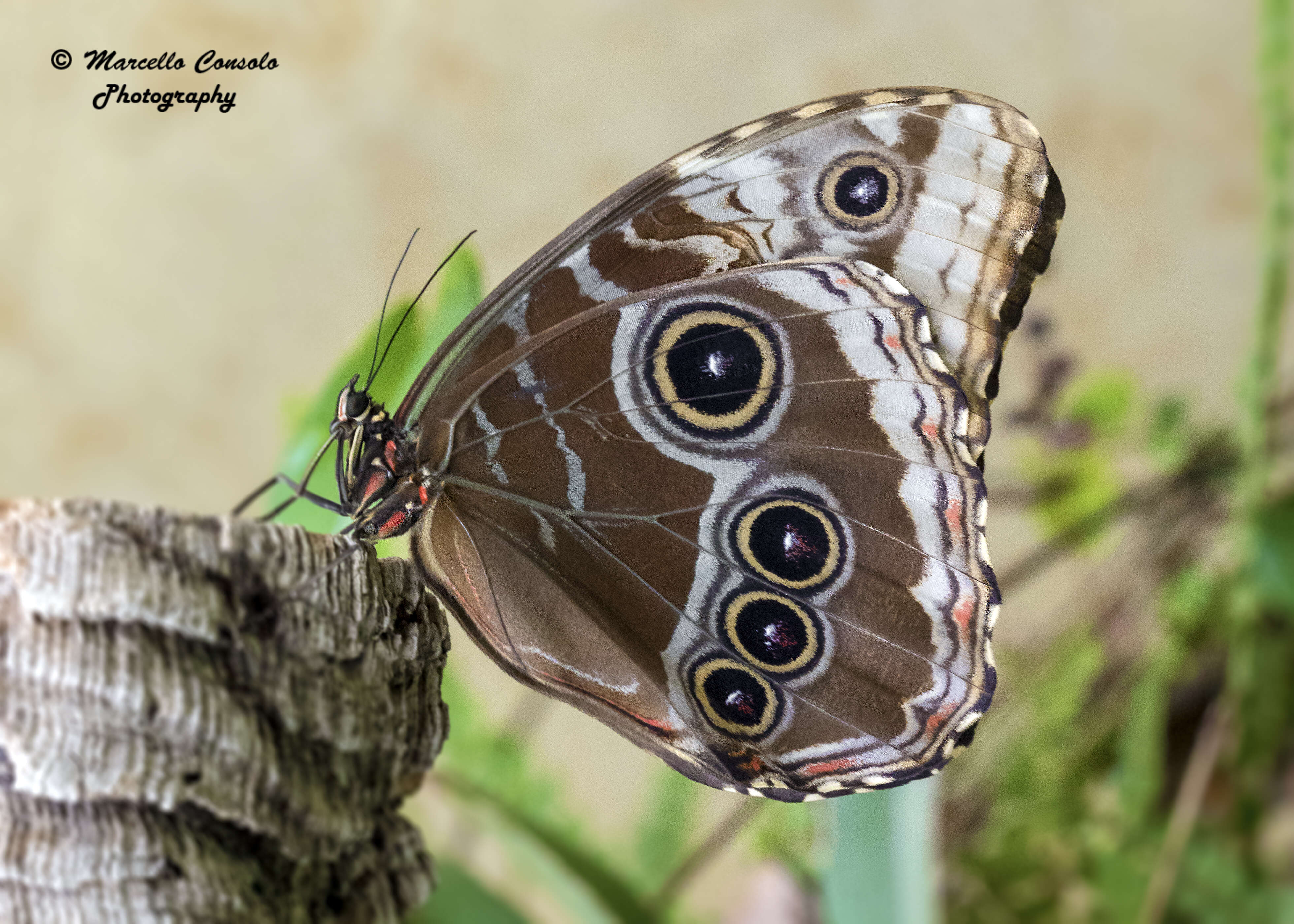 Image of Insecta