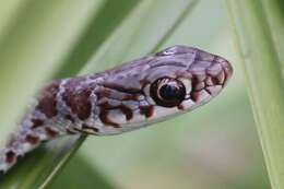 Image of Eastern Racer