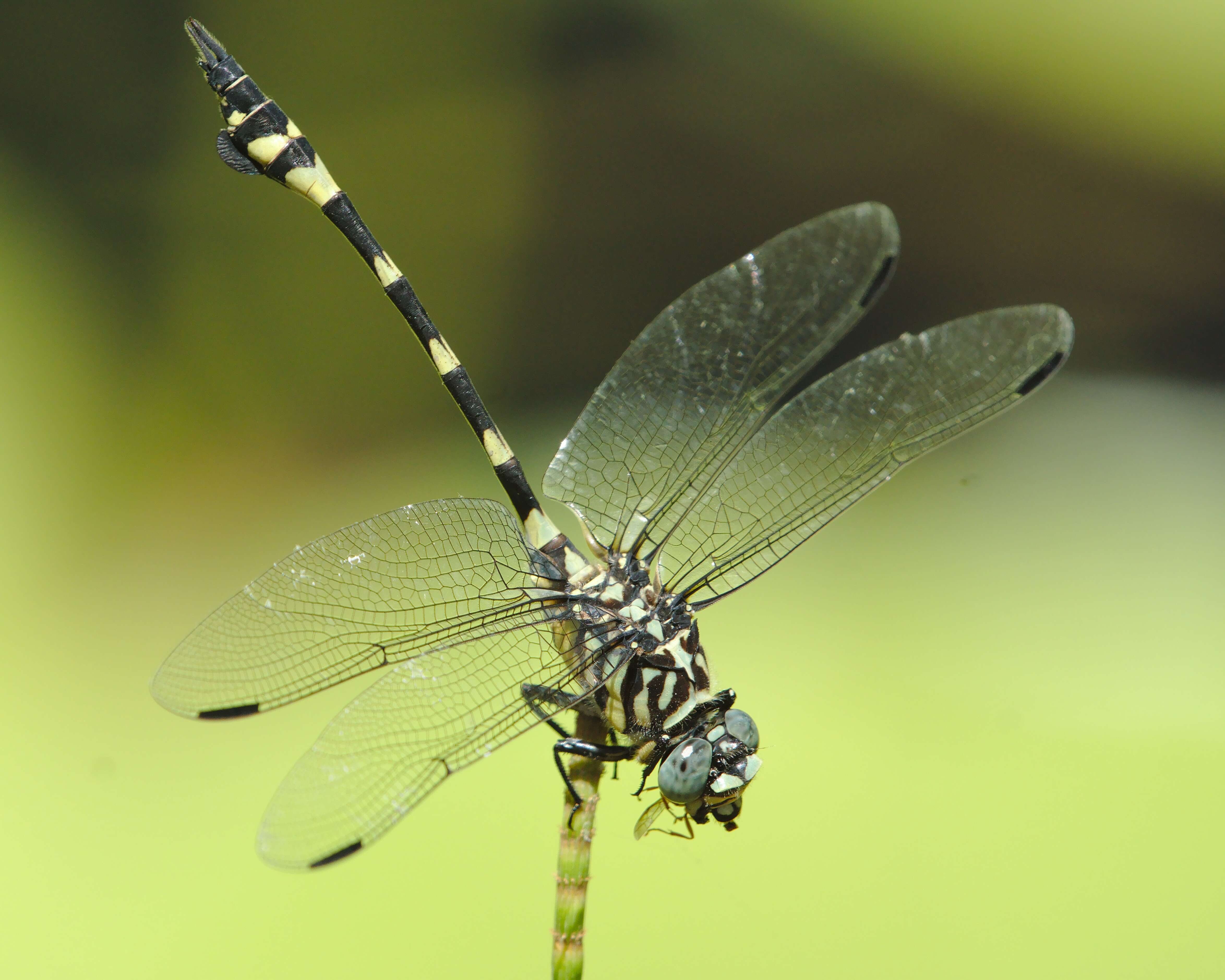 Imagem de Ictinogomphus australis (Selys 1873)