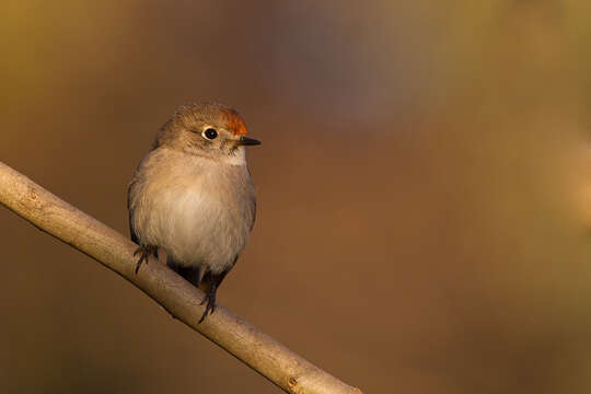 Image of Red-capped Robin