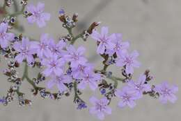 صورة Limonium scabrum (Thunb.) Kuntze