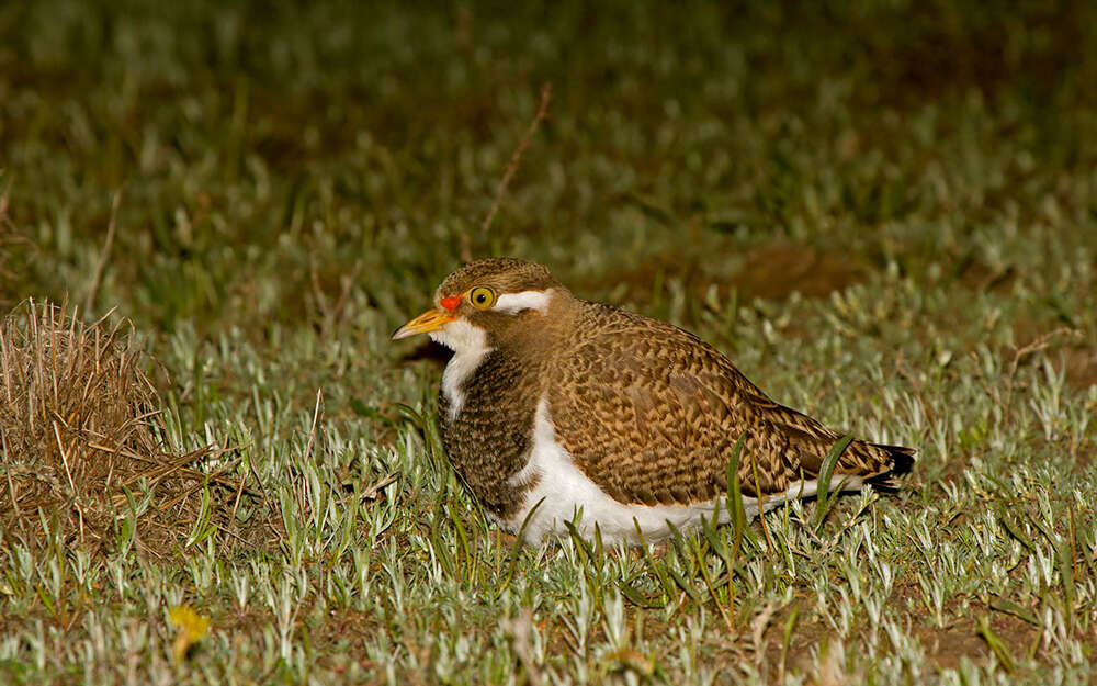 Image of Banded Lapwing