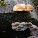 Image of brown-staining cheese polypore