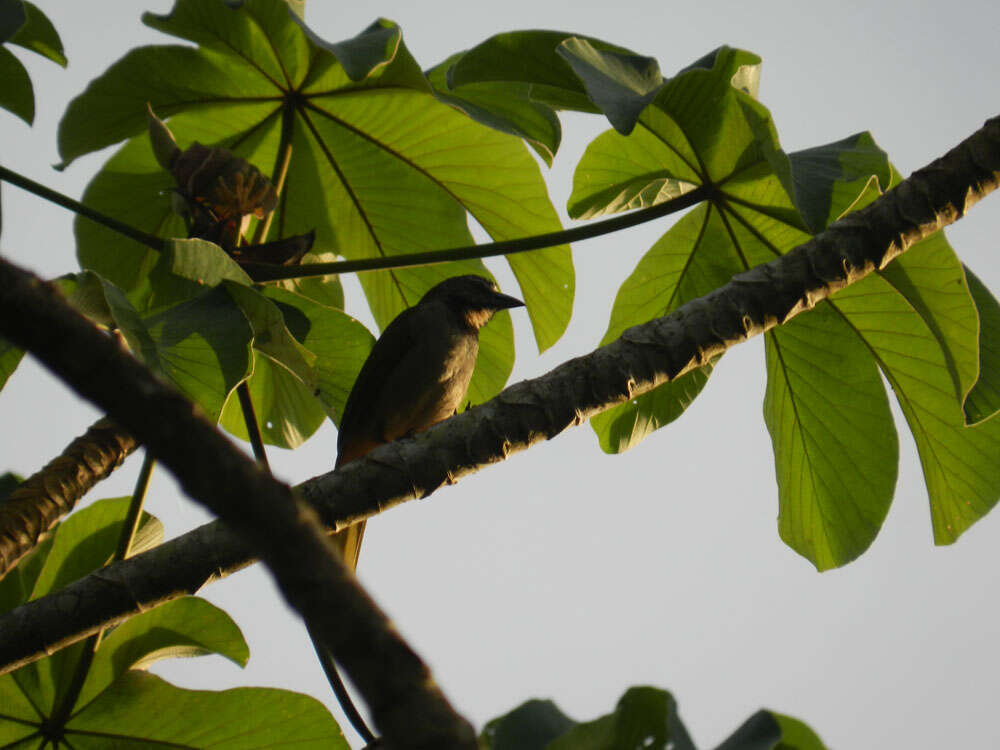 Image of Yagrumo Hembra, Trumpet-Tree