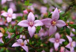 Boronia edwardsii Benth. resmi