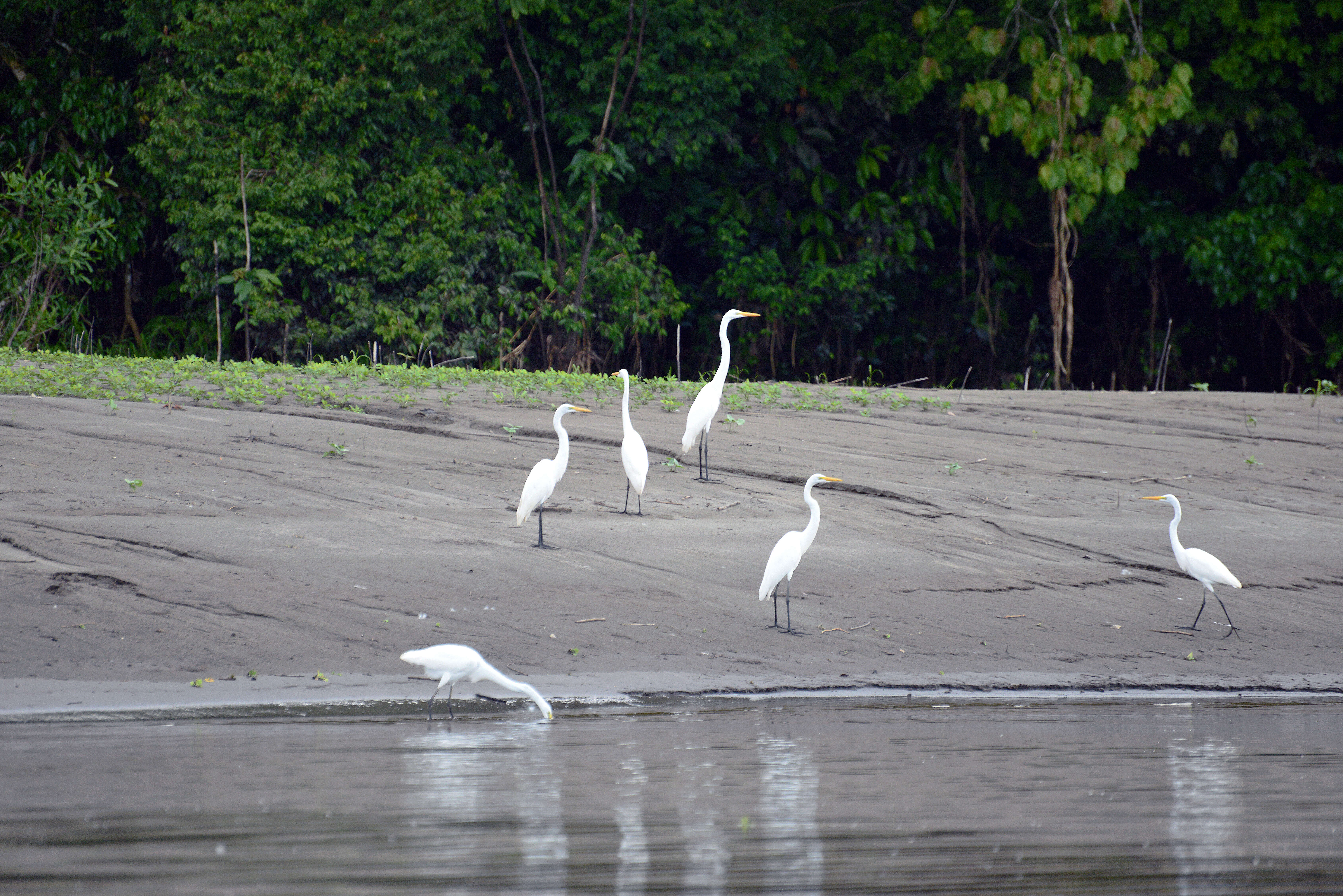 Image of Great Egret