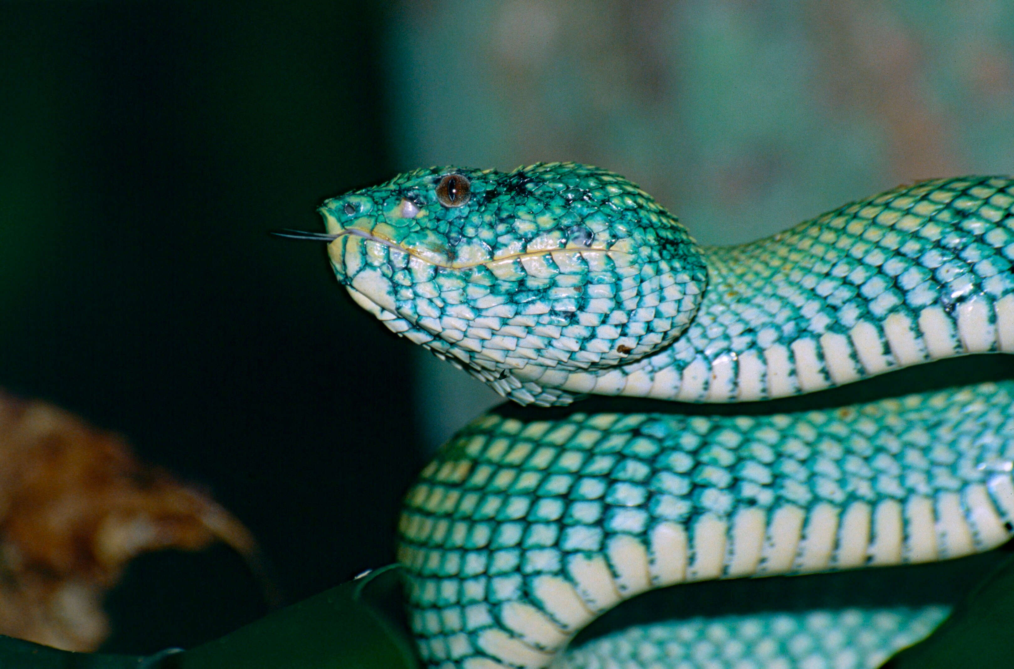 Image of Bornean Keeled Green Pit Viper