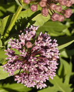 Image of prairie milkweed