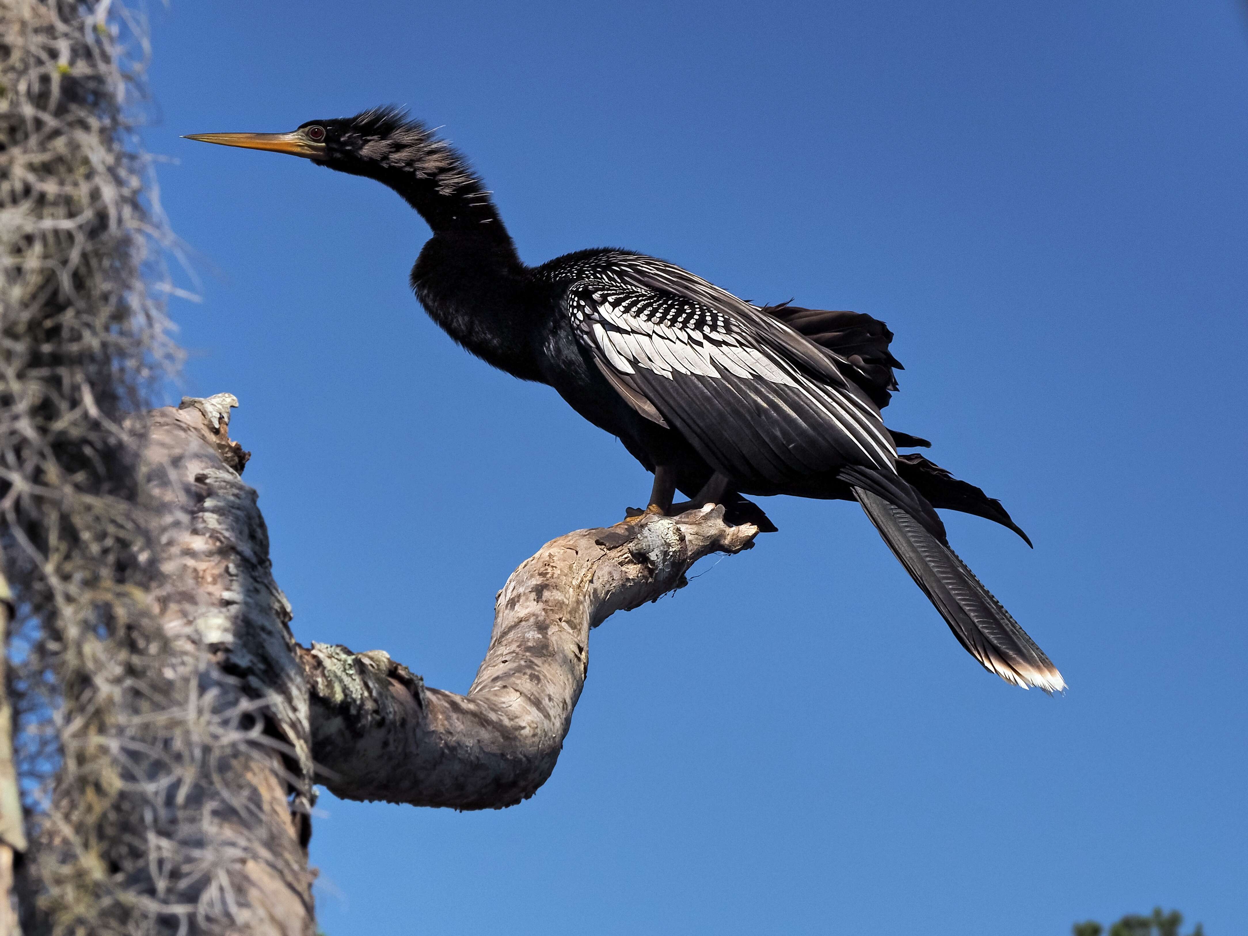 Image de Anhinga d'Amérique