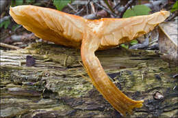 Image of Gymnopilus penetrans (Fr.) Murrill 1912