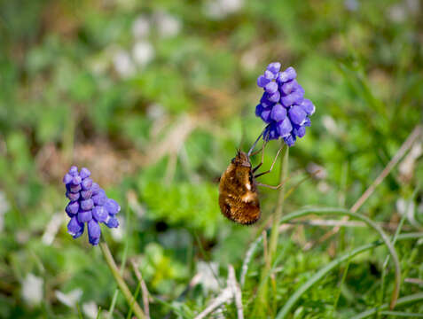 Image of Large bee-fly