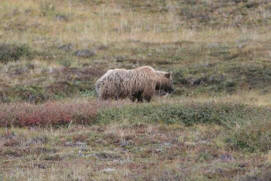 Image of grizzly bear