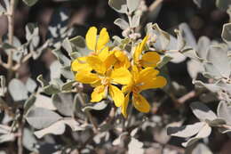 صورة <i>Cassia clade</i>