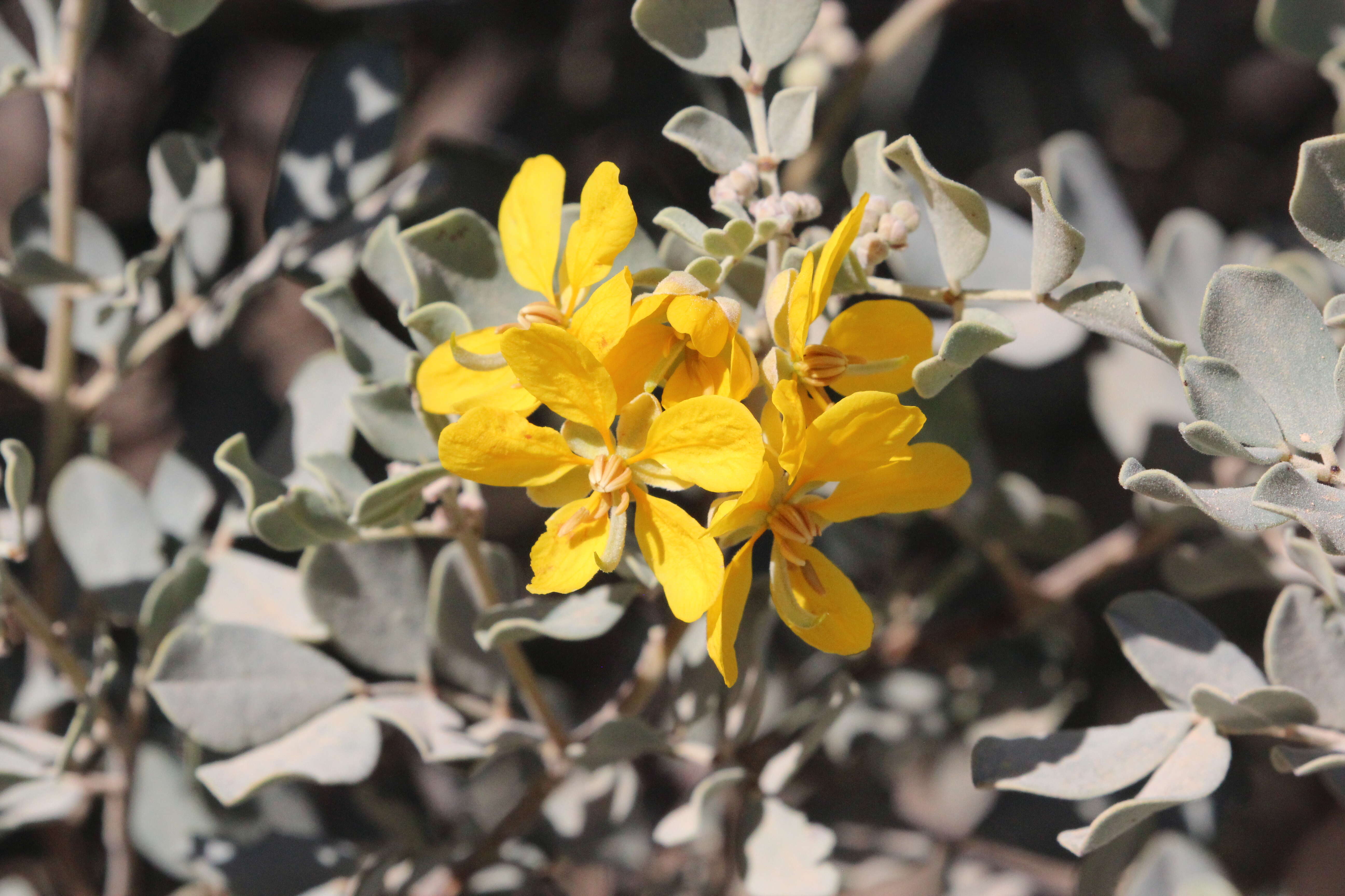 Слика од <i>Cassia clade</i>