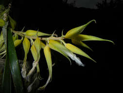 Imagem de Pitcairnia megasepala Baker