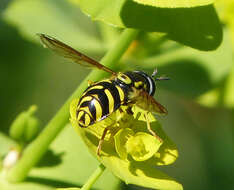 Image de Chrysotoxum intermedium Meigen 1822