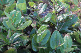 Image of Sarsparilla-Vine