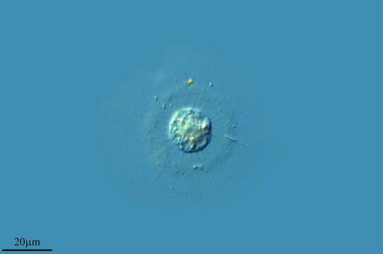 Image of Pterocystidae