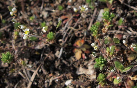 Imagem de Draba boerhavii