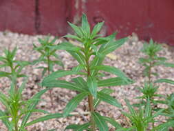 Image of rosebay willowherb