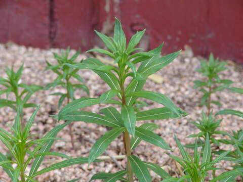 Image of Narrow-Leaf Fireweed