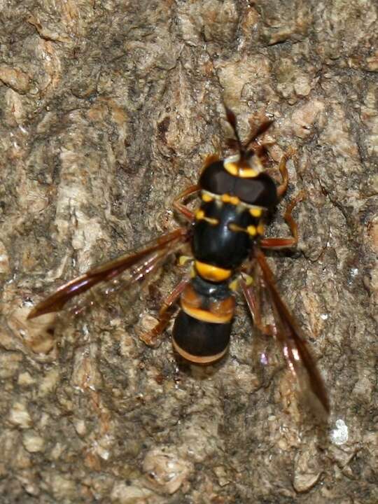 Image of Syrphidae