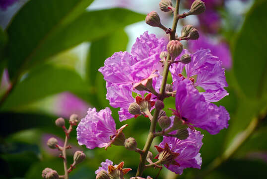 Image of lagerstroemia