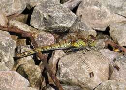 Image of Sympetrum Newman 1833