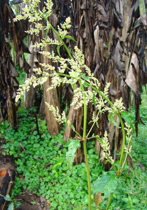 Image of bloodleaf