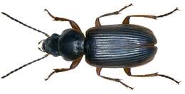Image of Seedcorn Beetles