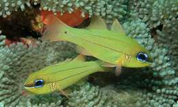 Image of Seale's cardinalfish