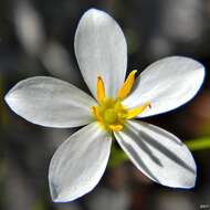 Image of shortleaf rose gentian