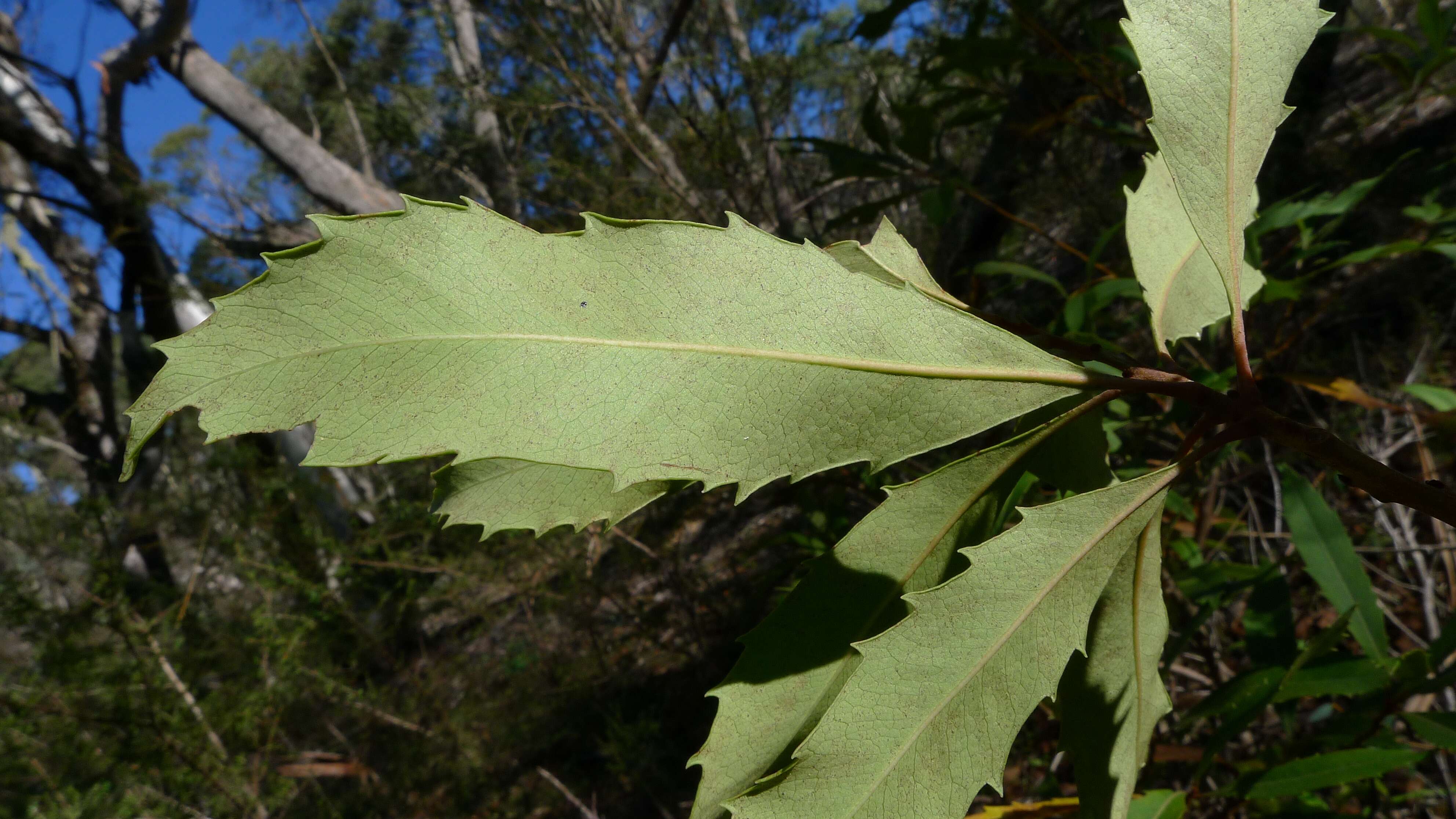 Image of Lomatia ilicifolia R. Br.