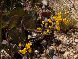 Image de Chamaecrista cotinifolia (G. Don) H. S. Irwin & Barneby