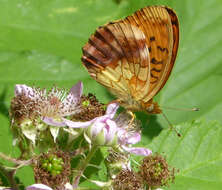 Image of Lesser Marbled Fritillary