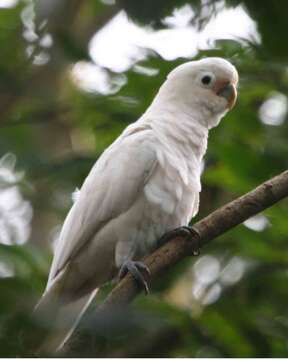 Image of Goffin's Cockatoo