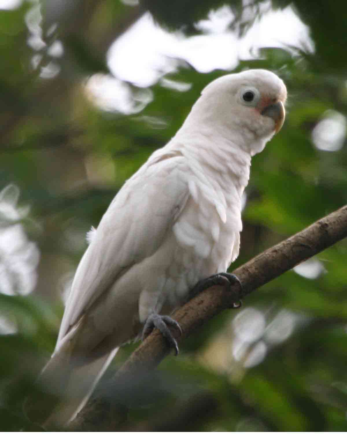 Image of Cacatua Vieillot 1817