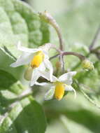 Image of European Black Nightshade