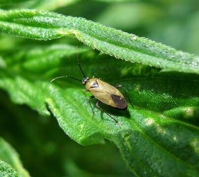 Image of Plagiognathus