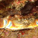 Image of Yellow Round Crab