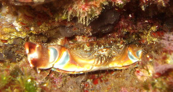 Image of Yellow Round Crab