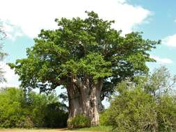 Image of Baobab