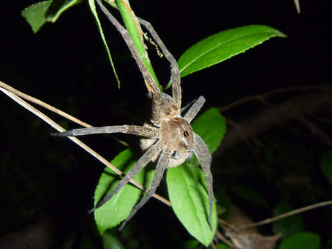 Plancia ëd Dolomedes vittatus Walckenaer 1837