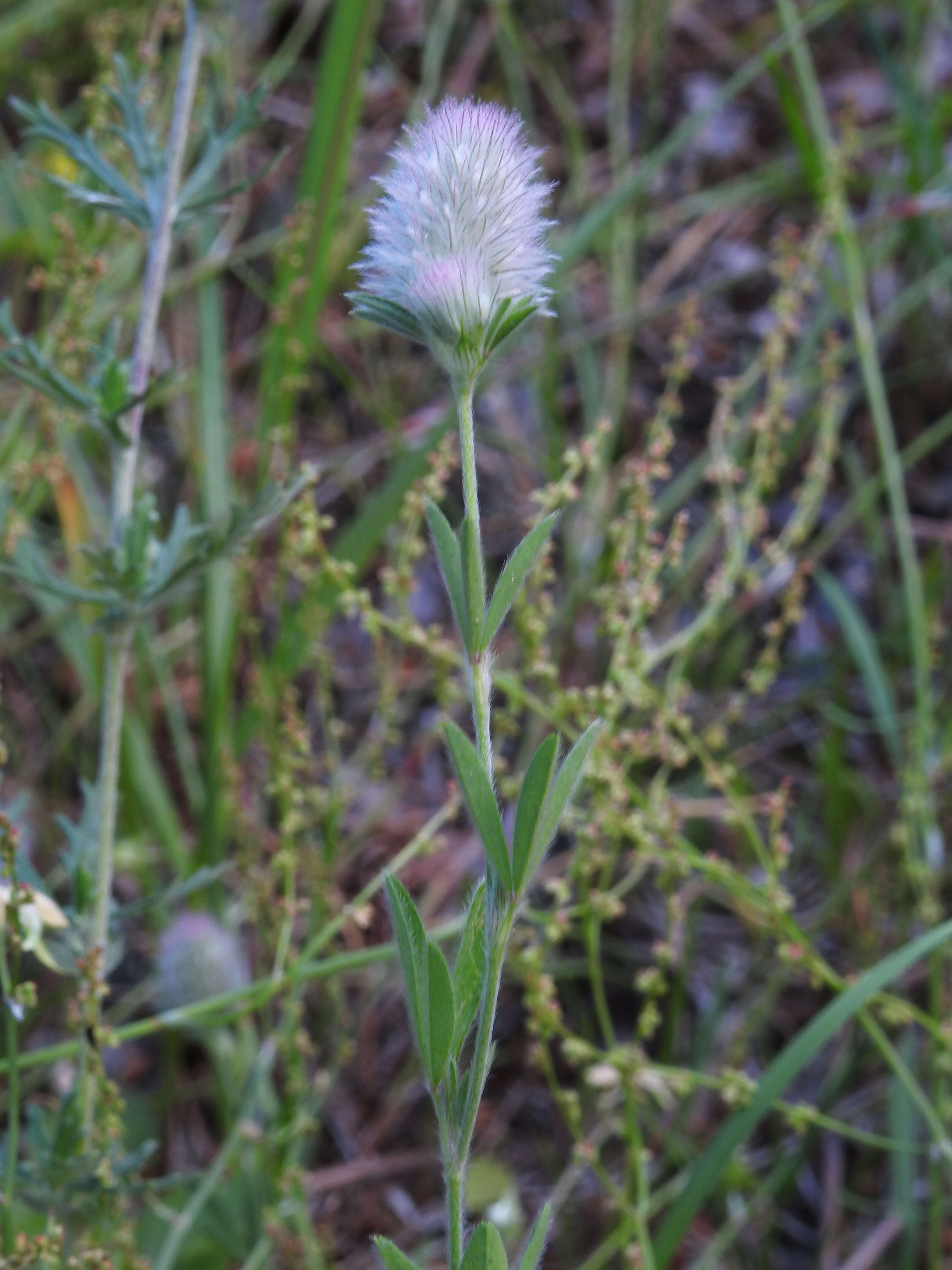 Imagem de Trifolium arvense L.